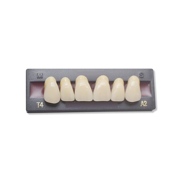 Dents artificielles pour dentier et appareil amovible